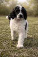 Stewart, a male Poodle - Standard  for sale in Muskogee, OK – Photo 4 of 4