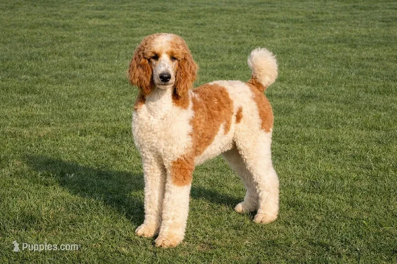 Bob – Poodle - Standard  puppy for sale in Muskogee, OK