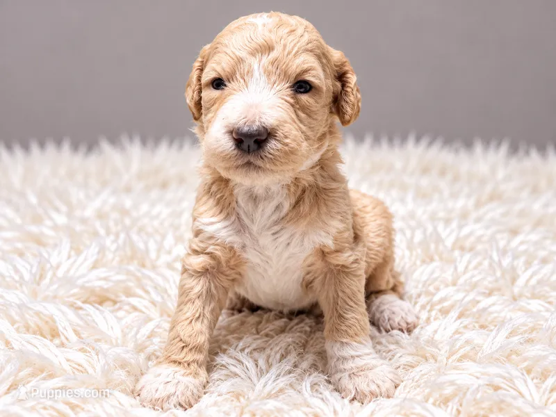 Charlotte – Poodle - Standard  puppy for sale in Muskogee, OK