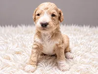 Charlotte, a female Poodle - Standard  for sale in Muskogee, OK – 1 of 4