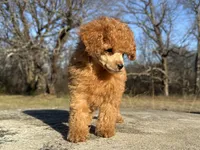 Phil, a male Poodle - Toy  for sale in Muskogee, OK – Photo 1 of 7