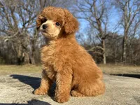 Phil, a male Poodle - Toy  for sale in Muskogee, OK – Photo 2 of 7