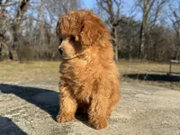 Phil, a male Poodle - Toy  for sale in Muskogee, OK – Photo 3 of 7