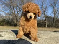Phil, a male Poodle - Toy  for sale in Muskogee, OK – Photo 7 of 7