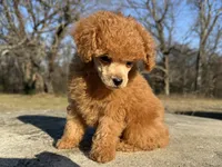 Phil, a male Poodle - Toy  for sale in Muskogee, OK – Photo 4 of 7