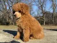 Phil, a male Poodle - Toy  for sale in Muskogee, OK – Photo 6 of 7