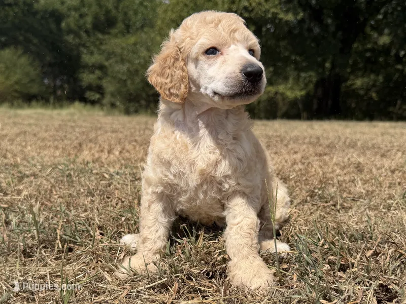 Milo – Poodle - Standard  puppy for sale in Muskogee, OK