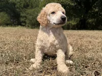 Milo, a male Poodle - Standard  for sale in Muskogee, OK – 1 of 3