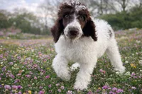 Samson, a male Poodle - Standard  for sale in Muskogee, OK – Photo 4 of 5