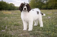 Samson, a male Poodle - Standard  for sale in Muskogee, OK – Photo 1 of 5