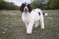 Samson, a male Poodle - Standard  for sale in Muskogee, OK – Photo 2 of 5