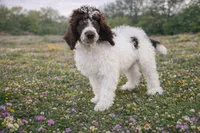 Samson, a male Poodle - Standard  for sale in Muskogee, OK – Photo 3 of 5