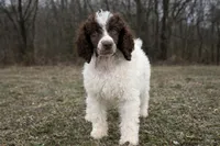 Samson, a male Poodle - Standard  for sale in Muskogee, OK – Photo 3 of 3