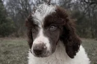 Samson, a male Poodle - Standard  for sale in Muskogee, OK – Photo 1 of 3