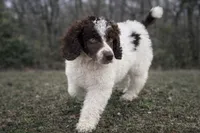 Samson, a male Poodle - Standard  for sale in Muskogee, OK – Photo 2 of 3