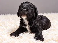 Chanel, a female Poodle - Standard  for sale in Muskogee, OK – 4 of 4