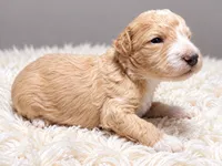 Charlotte, a female Poodle - Standard  for sale in Muskogee, OK – 4 of 4
