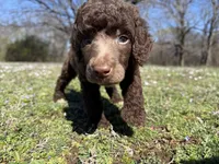 Maya, a female Poodle - Standard  for sale in Muskogee, OK – Photo 4 of 4