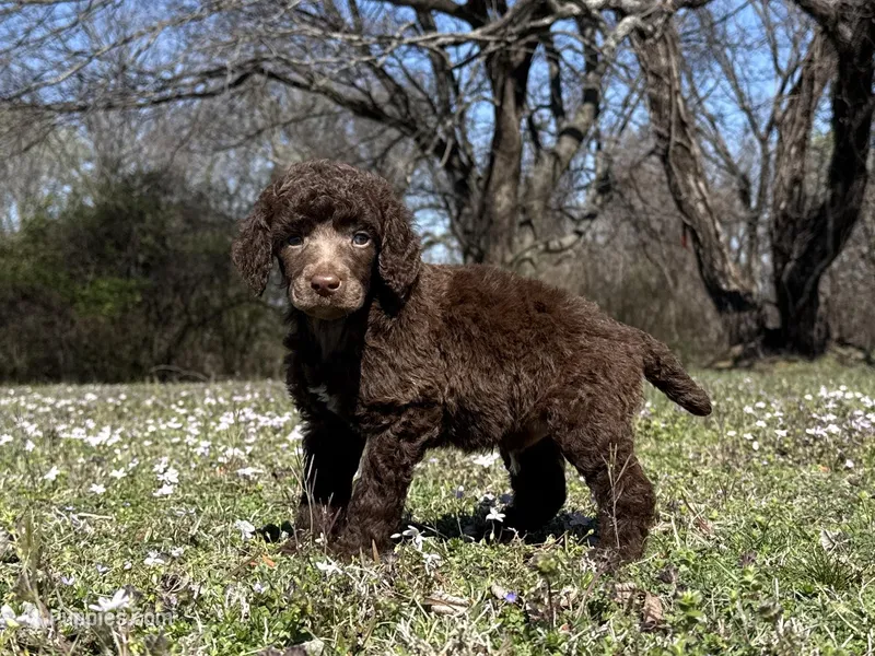 Maya – Poodle - Standard  puppy for sale in Muskogee, OK