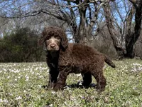 Maya, a female Poodle - Standard  for sale in Muskogee, OK – Photo 1 of 4