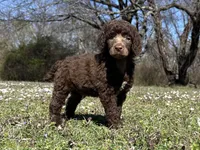 Maya, a female Poodle - Standard  for sale in Muskogee, OK – Photo 2 of 4