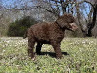 Maya, a female Poodle - Standard  for sale in Muskogee, OK – Photo 3 of 4