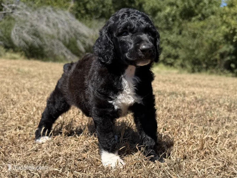 Maverick – Poodle - Standard  puppy for sale in Muskogee, OK