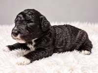 Clark, a male Poodle - Standard  for sale in Muskogee, OK – 3 of 4