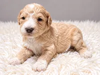 Charlotte, a female Poodle - Standard  for sale in Muskogee, OK – 2 of 4