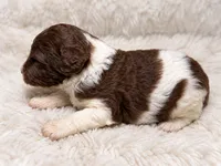 Cooper, a male Poodle - Standard  for sale in Muskogee, OK – 2 of 4
