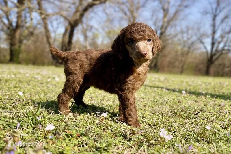 Molly – Poodle - Standard  puppy for sale in Muskogee, OK