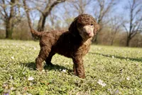 Molly, a female Poodle - Standard  for sale in Muskogee, OK – Photo 1 of 4