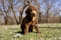 Molly, a female Poodle - Standard  for sale in Muskogee, OK – Photo 3 of 4