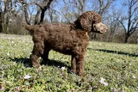 Molly, a female Poodle - Standard  for sale in Muskogee, OK – Photo 4 of 4