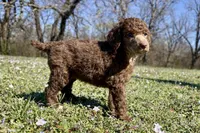 Molly, a female Poodle - Standard  for sale in Muskogee, OK – Photo 2 of 4