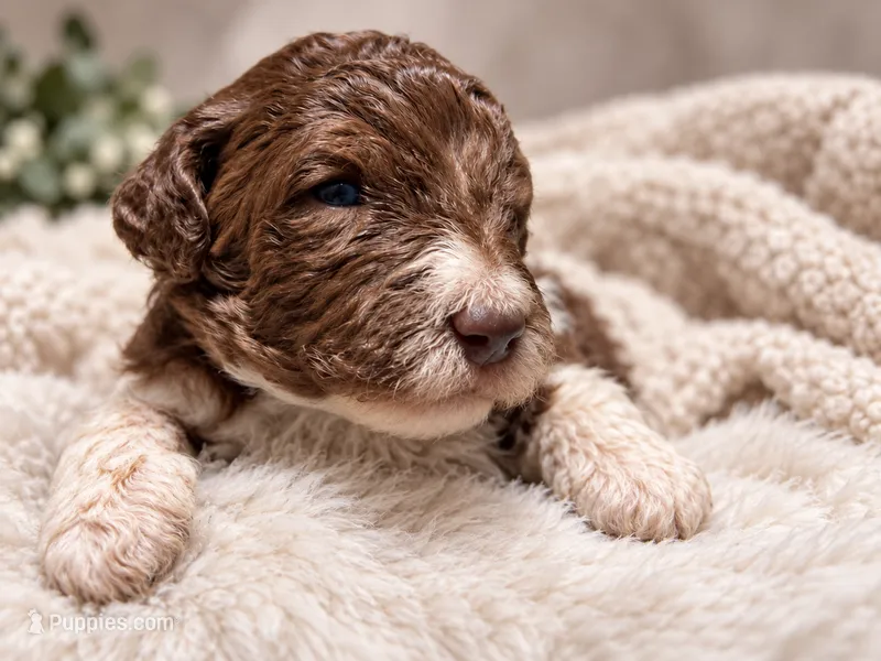 Cooper – Poodle - Standard  puppy for sale in Muskogee, OK