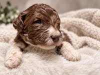 Cooper, a male Poodle - Standard  for sale in Muskogee, OK – 1 of 4