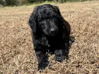 Marlow, a male Poodle - Standard  for sale in Muskogee, OK – 2 of 3