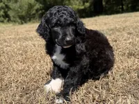 Maverick, a male Poodle - Standard  for sale in Muskogee, OK – 2 of 3