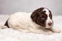 Cash, a male Poodle - Standard  for sale in Muskogee, OK – 2 of 4