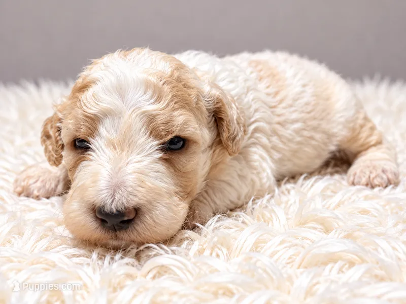 Casper – Poodle - Standard  puppy for sale in Muskogee, OK