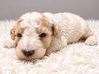 Casper, a male Poodle - Standard  for sale in Muskogee, OK – 1 of 4