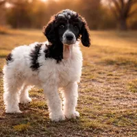 Stephen, a male Poodle - Standard  for sale in Muskogee, OK – Photo 3 of 3