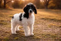 Stephen, a male Poodle - Standard  for sale in Muskogee, OK – Photo 3 of 3