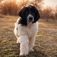 Stephen, a male Poodle - Standard  for sale in Muskogee, OK – Photo 1 of 3
