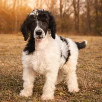 Stephen, a male Poodle - Standard  for sale in Muskogee, OK – Photo 2 of 3