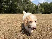 Annie, a female Poodle - Standard  for sale in Muskogee, OK – 2 of 3
