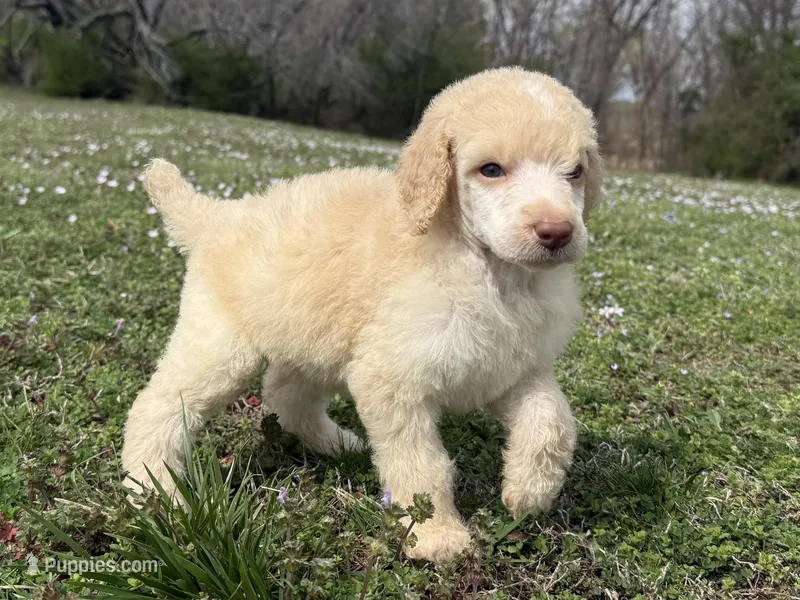 Minnie – Poodle - Standard  puppy for sale in Muskogee, OK