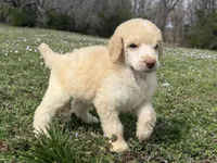 Minnie, a female Poodle - Standard  for sale in Muskogee, OK – Photo 1 of 4
