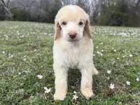 Minnie, a female Poodle - Standard  for sale in Muskogee, OK – Photo 2 of 4